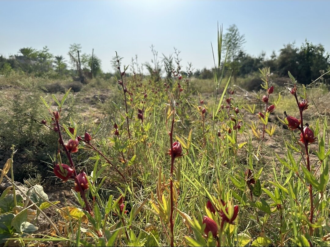 عَلوه؛ گذر از سایه نخل تا روشنای جهانگردی