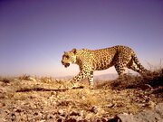 ثبت تصویر پلنگ ایرانی در ارتفاعات خور و بیابانک + جزئیات