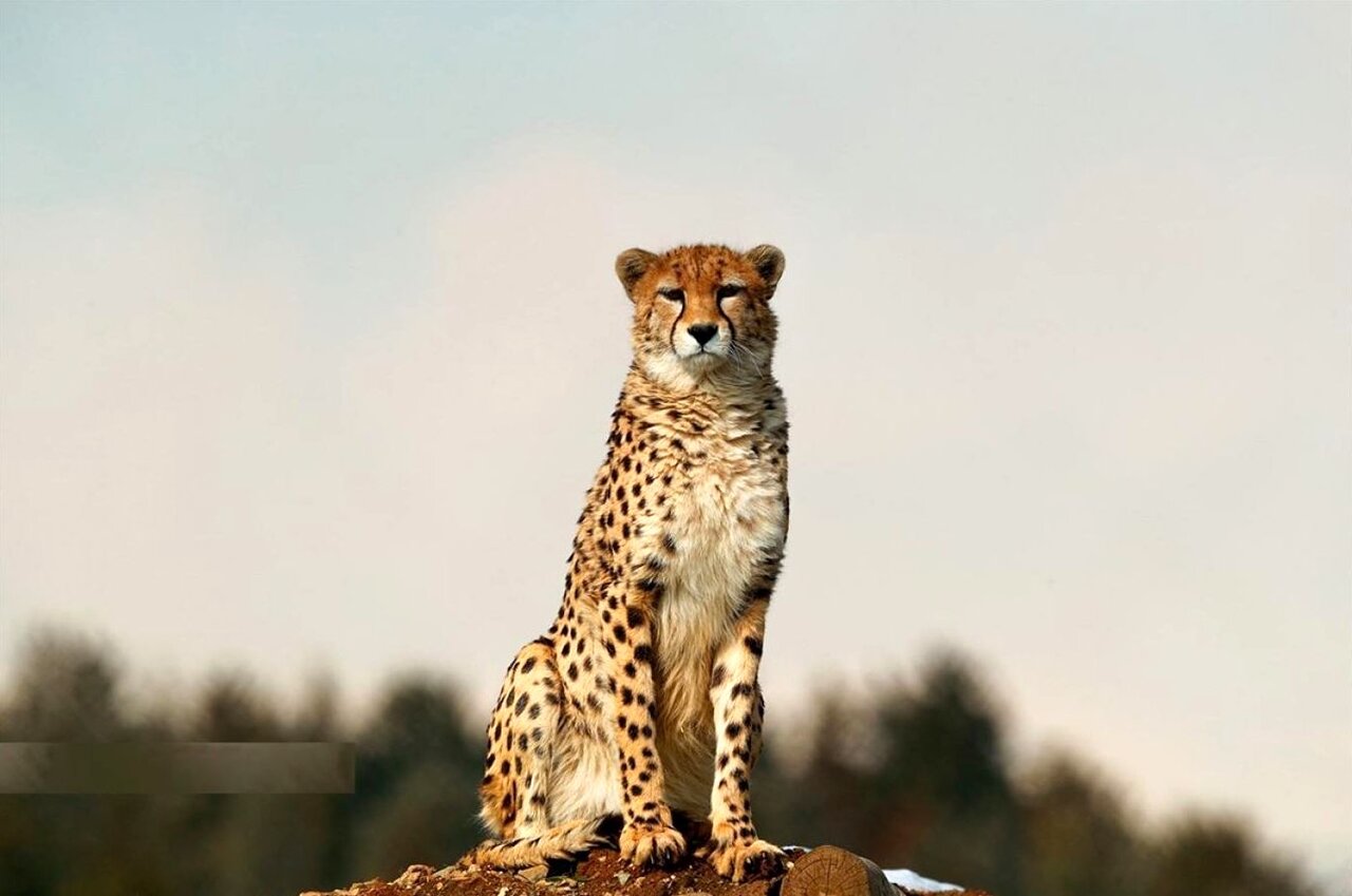 تیزپای آسیا؛ روایتی از بقا در سرزمین آفتاب