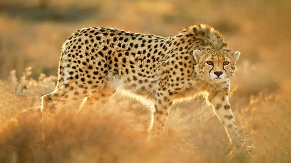 تیزپای آسیا؛ روایتی از بقا در سرزمین آفتاب