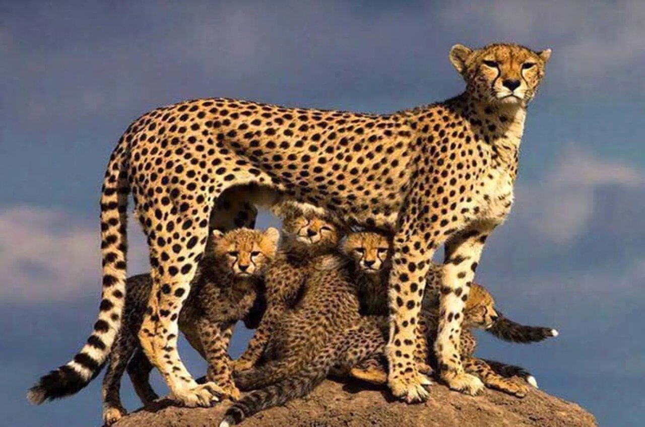 تیزپای آسیا؛ روایتی از بقا در سرزمین آفتاب