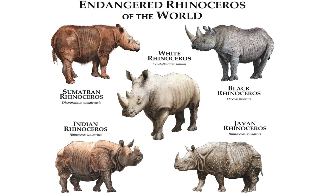 حیوانات در معرض انقراض آسیا و خاورمیانه + عکس