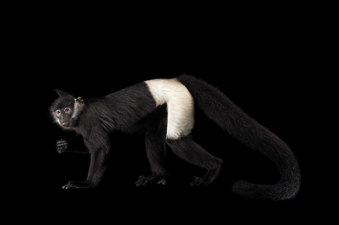 حیوانات در معرض انقراض آسیا و خاورمیانه + عکس