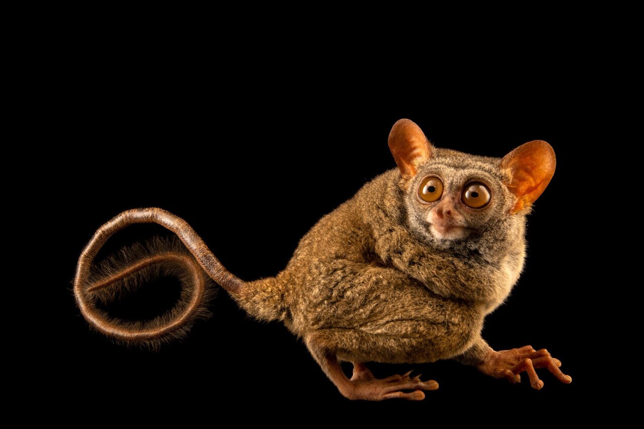 حیوانات در معرض انقراض آسیا و خاورمیانه + عکس