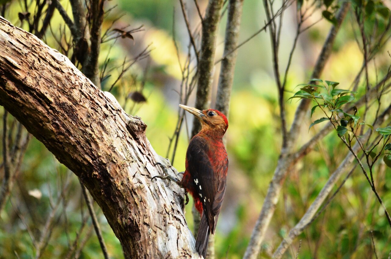 حیوانات در معرض انقراض آسیا و خاورمیانه + عکس