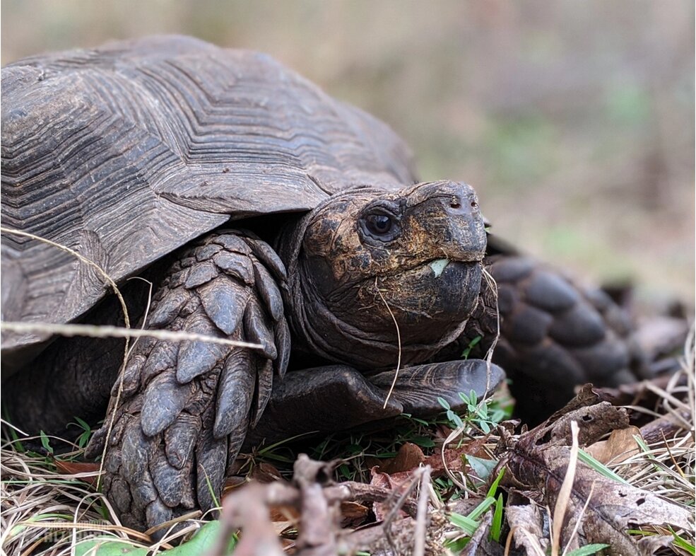 حیوانات در معرض انقراض آسیا و خاورمیانه + عکس