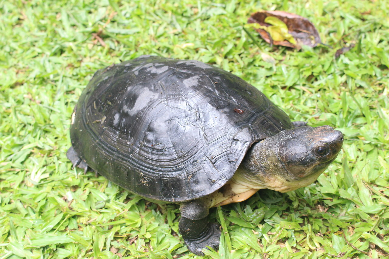 حیوانات در معرض انقراض آسیا و خاورمیانه + عکس