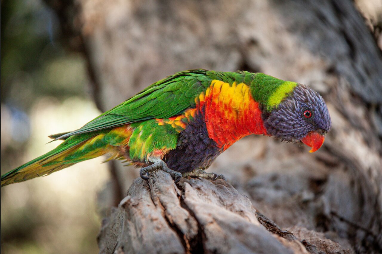 حیوانات در معرض انقراض آسیا و خاورمیانه + عکس