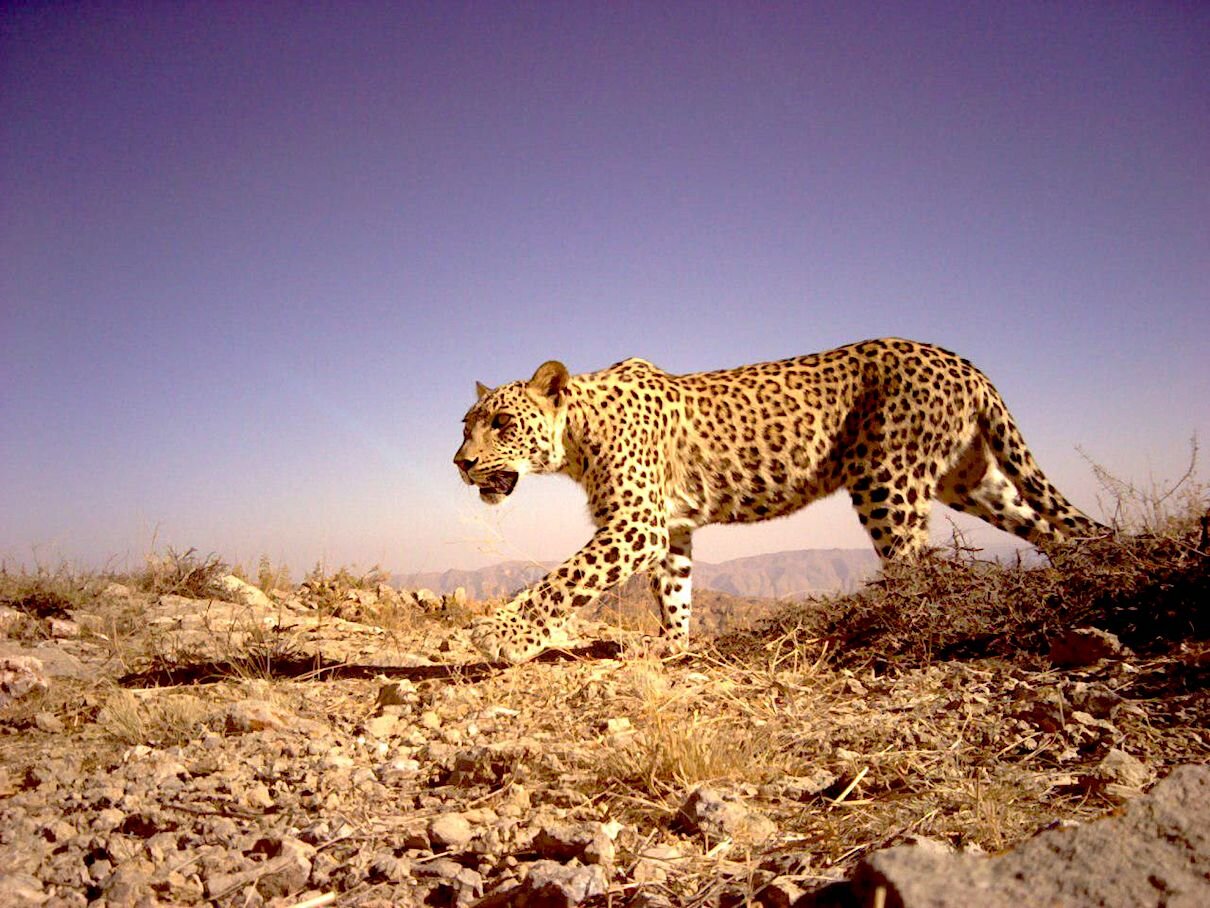 حیوانات در معرض انقراض آسیا و خاورمیانه + عکس