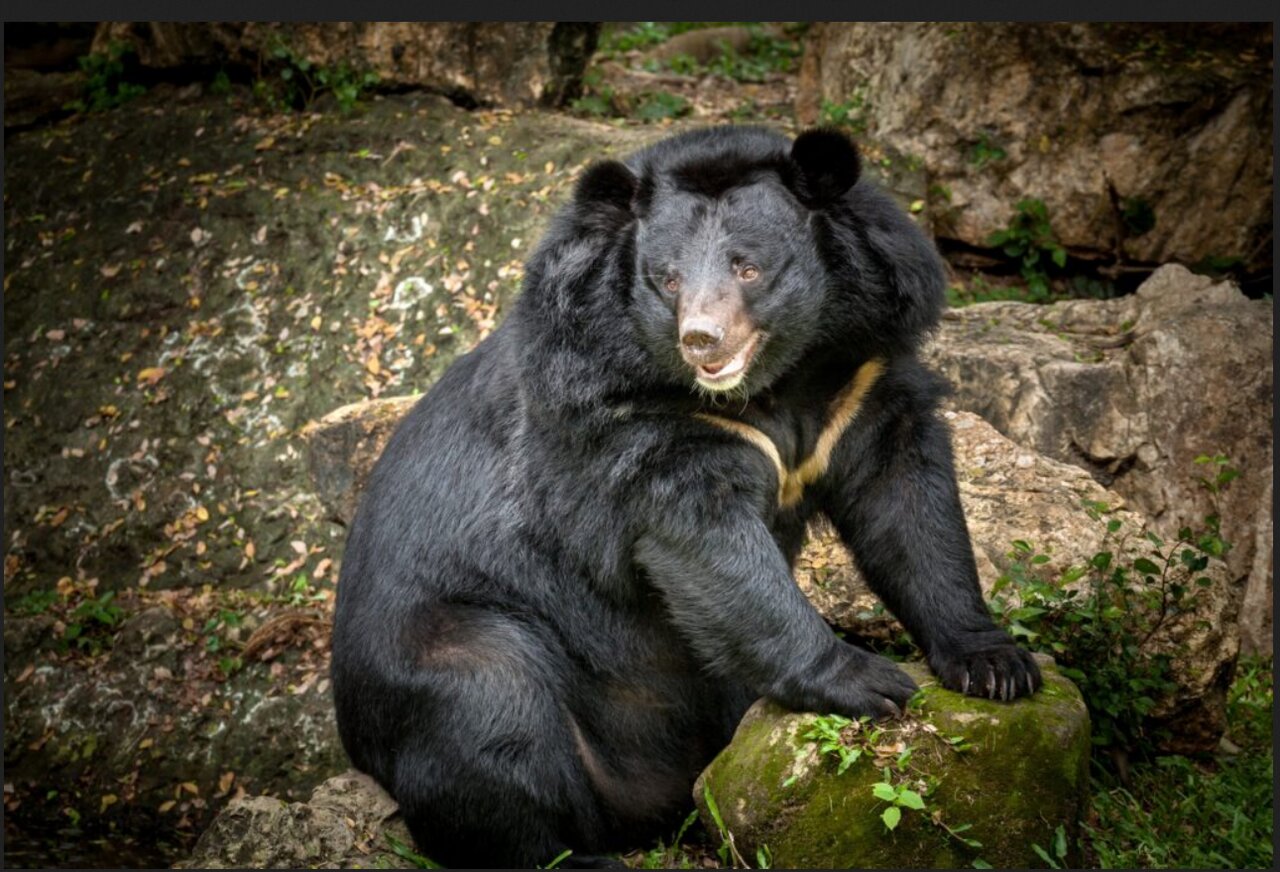 حیوانات در معرض انقراض آسیا و خاورمیانه + عکس