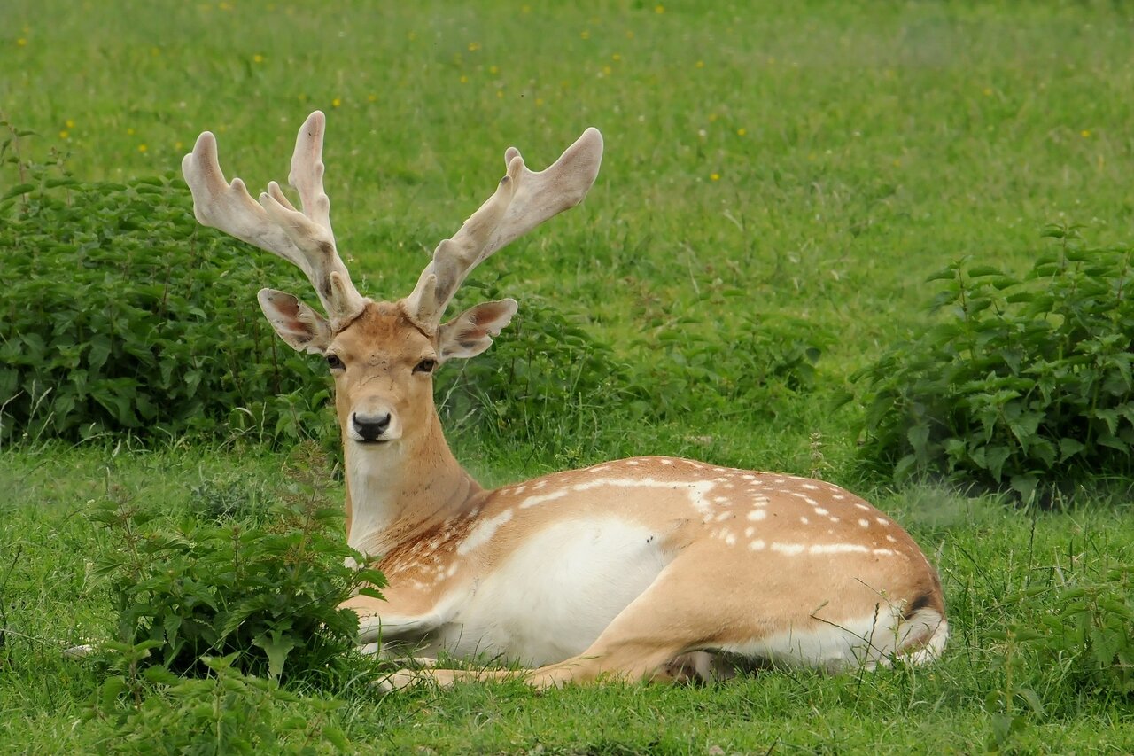 حیوانات در معرض انقراض آسیا و خاورمیانه + عکس