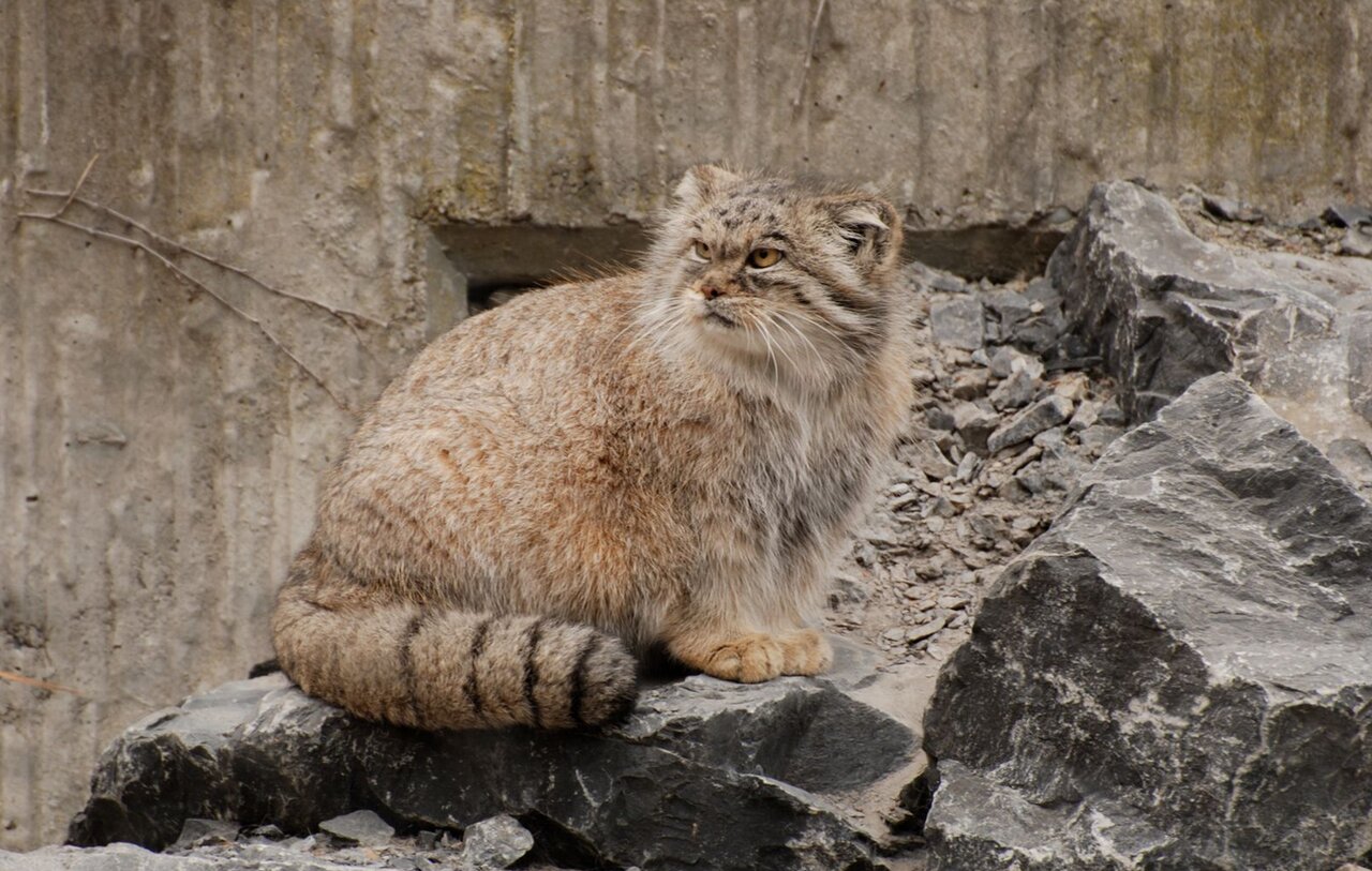 حیوانات در معرض انقراض آسیا و خاورمیانه + عکس