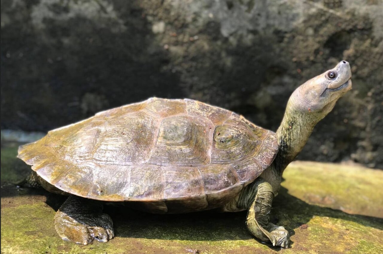 حیوانات در معرض انقراض آسیا و خاورمیانه + عکس