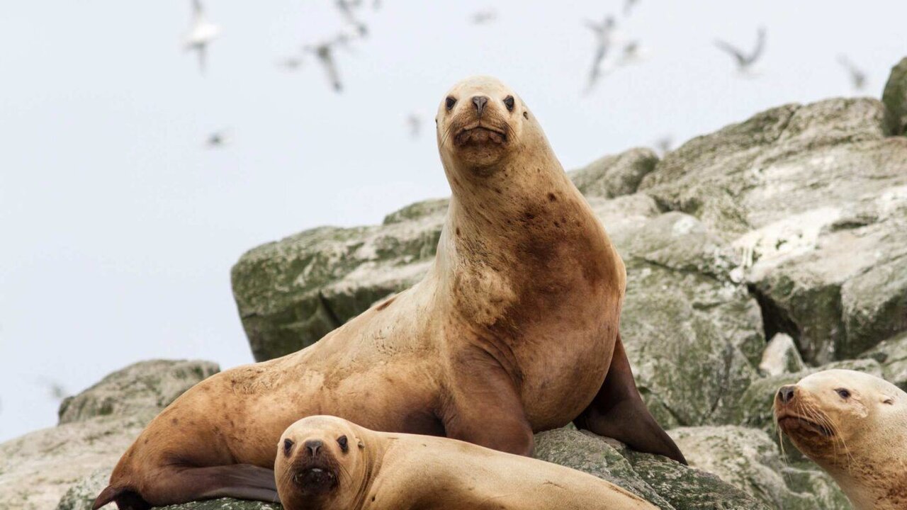 حیوانات در معرض انقراض آسیا و خاورمیانه + عکس