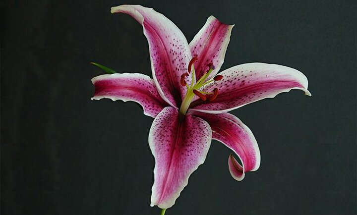 گل لیلیوم نماد چیست؟ گل لیلیوم نماد چیست؟