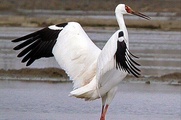 تالاب میقان اراک میزبان بیش از ۱۵ هزار پرنده مهاجر است