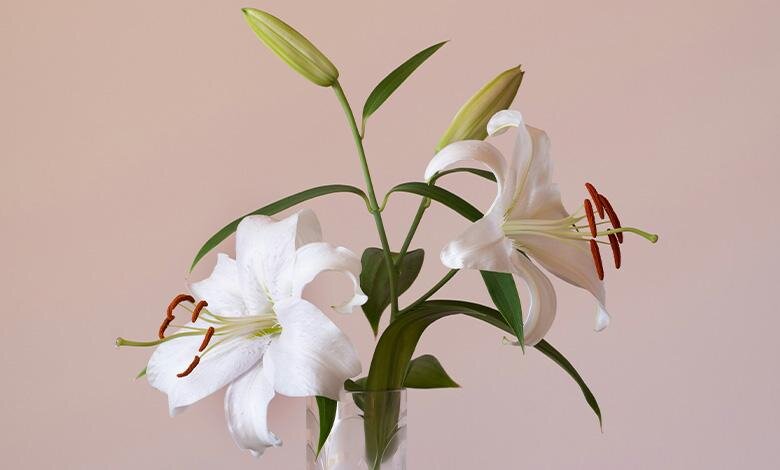 ریشه‌های اساطیری و تاریخی