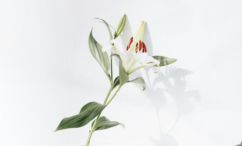 لیلیوم در فرهنگ شرق و کاربرد امروزی
