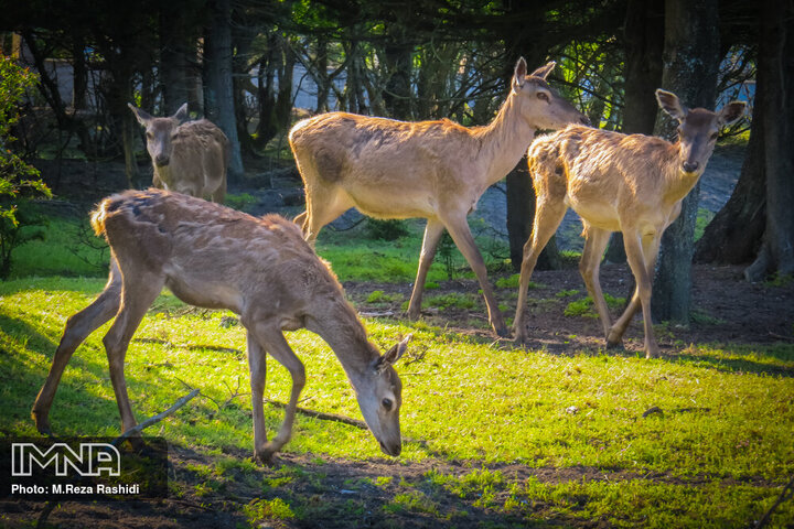 سایه انقراض بر سر حیات‌وحش ایران
