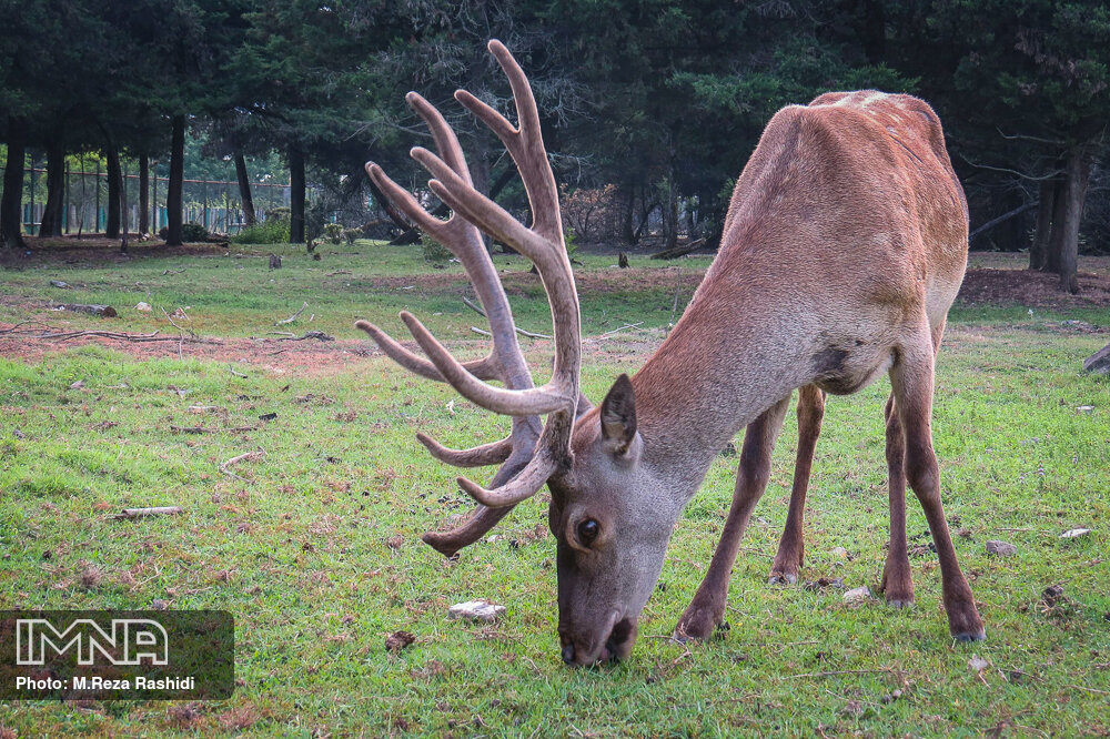 سایه انقراض بر سر حیاتوحش ایران