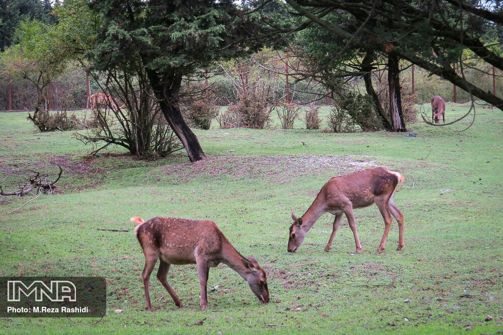 سایه انقراض بر سر حیاتوحش ایران