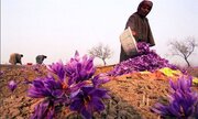 گل‌پرکنی زعفران؛ آیینی برای ثبت در حافظه فرهنگی ایران