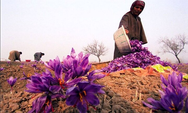 گل‌پرکنی زعفران؛ آیینی برای ثبت در حافظه فرهنگی ایران