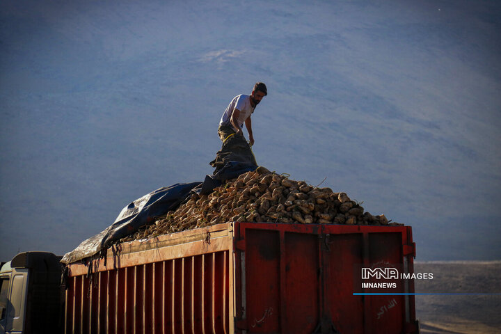 چغندر قند، محصول پاییزی دشت‌های کرمانشاه