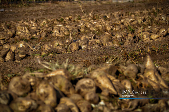 چغندر قند، محصول پاییزی دشت‌های کرمانشاه