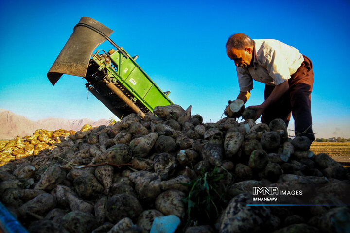 چغندر قند، محصول پاییزی دشت‌های کرمانشاه