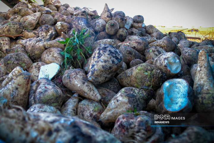 چغندر قند، محصول پاییزی دشت‌های کرمانشاه