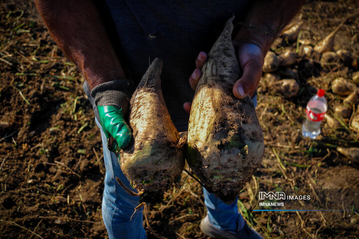 چغندر قند، محصول پاییزی دشت‌های کرمانشاه