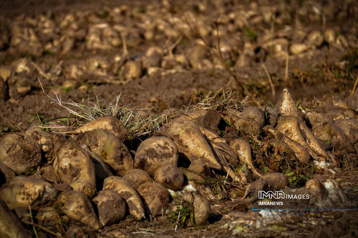 چغندر قند، محصول پاییزی دشت‌های کرمانشاه