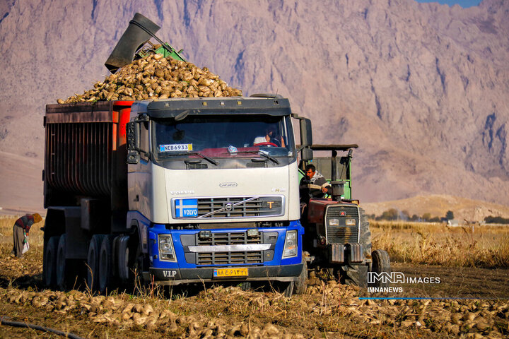 چغندر قند، محصول پاییزی دشت‌های کرمانشاه