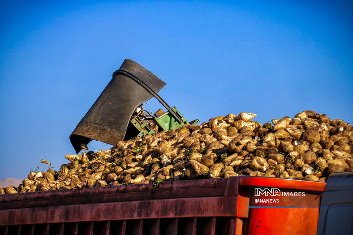 چغندر قند، محصول پاییزی دشت‌های کرمانشاه