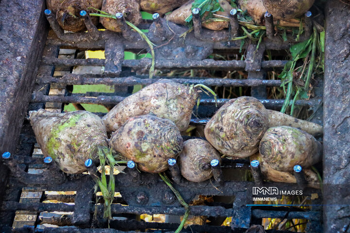 چغندر قند، محصول پاییزی دشت‌های کرمانشاه