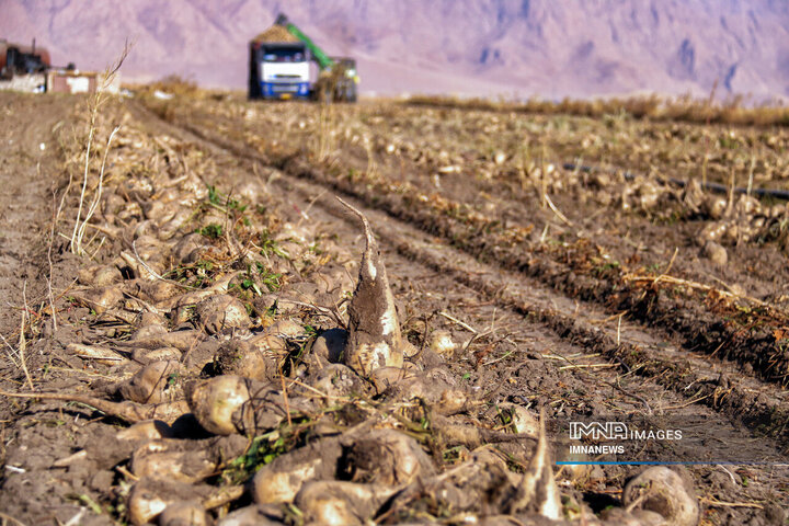 چغندر قند، محصول پاییزی دشت‌های کرمانشاه