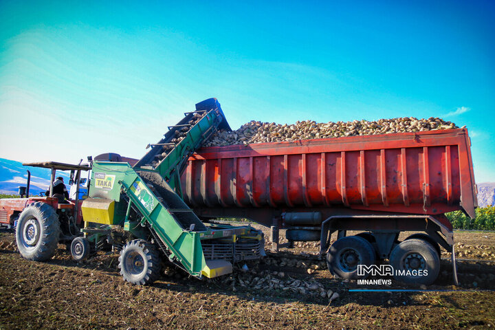 چغندر قند، محصول پاییزی دشت‌های کرمانشاه