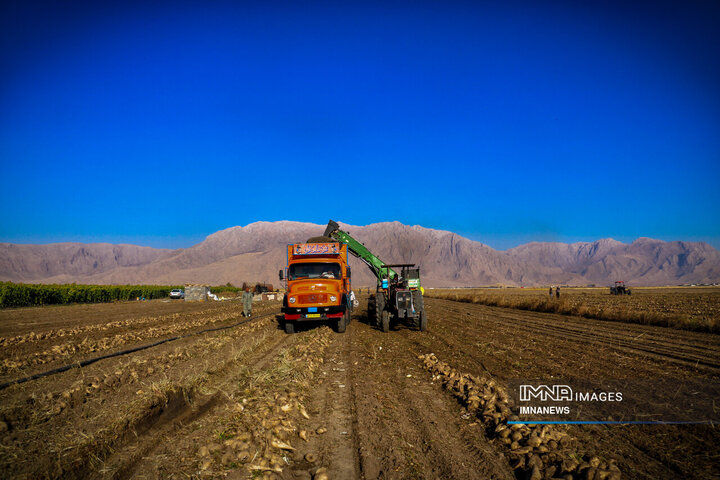 چغندر قند، محصول پاییزی دشت‌های کرمانشاه