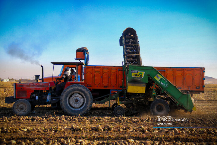 چغندر قند، محصول پاییزی دشت‌های کرمانشاه