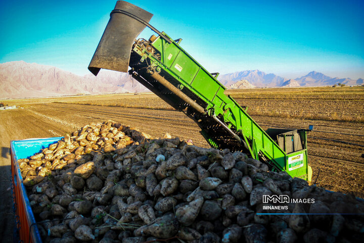 چغندر قند، محصول پاییزی دشت‌های کرمانشاه