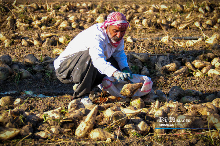 چغندر قند، محصول پاییزی دشت‌های کرمانشاه