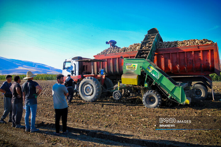 پیش‌بینی برداشت ۱۲۰ هزار تن چغندرقند در چهارمحال‌ و بختیاری
