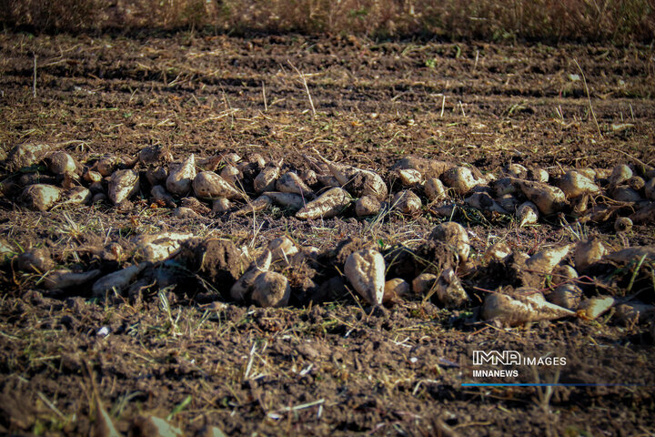 چغندر قند، محصول پاییزی دشت‌های کرمانشاه