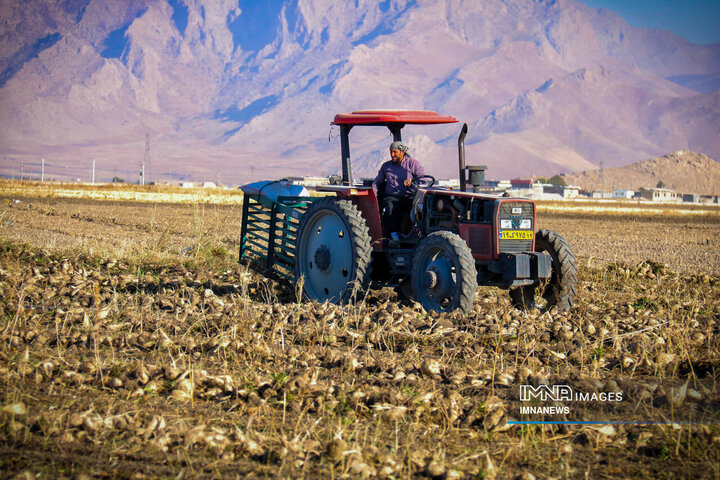 چغندر قند، محصول پاییزی دشت‌های کرمانشاه