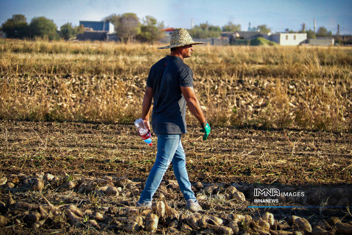 چغندر قند، محصول پاییزی دشت‌های کرمانشاه