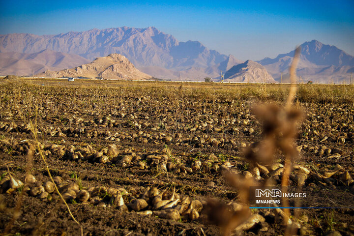 چغندر قند، محصول پاییزی دشت‌های کرمانشاه