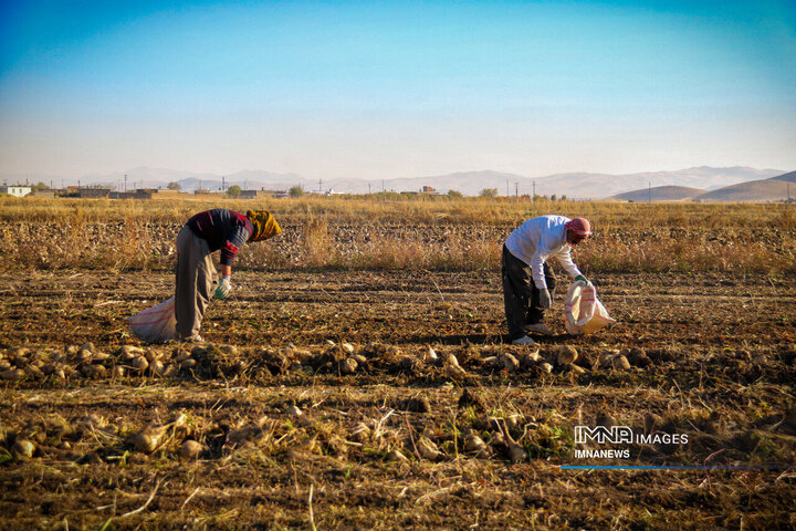 چغندر قند، محصول پاییزی دشت‌های کرمانشاه