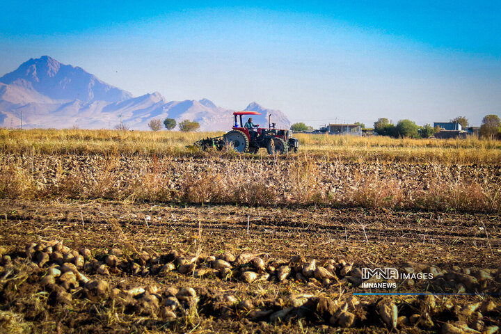 چغندر قند، محصول پاییزی دشت‌های کرمانشاه