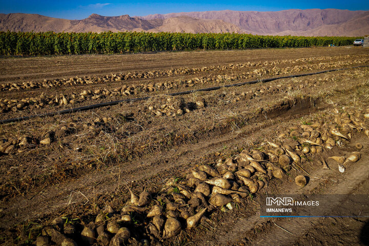 چغندر قند، محصول پاییزی دشت‌های کرمانشاه